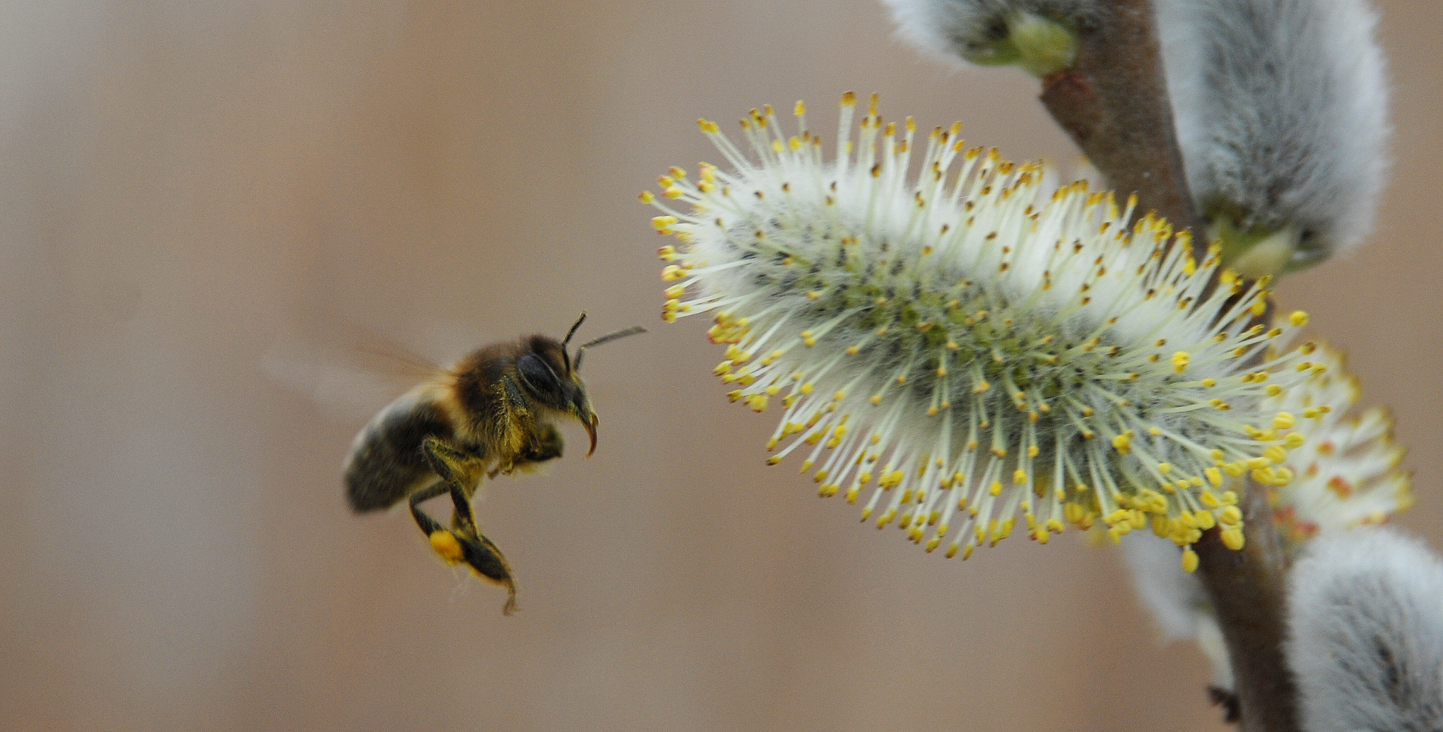 Biodiversitat i territori