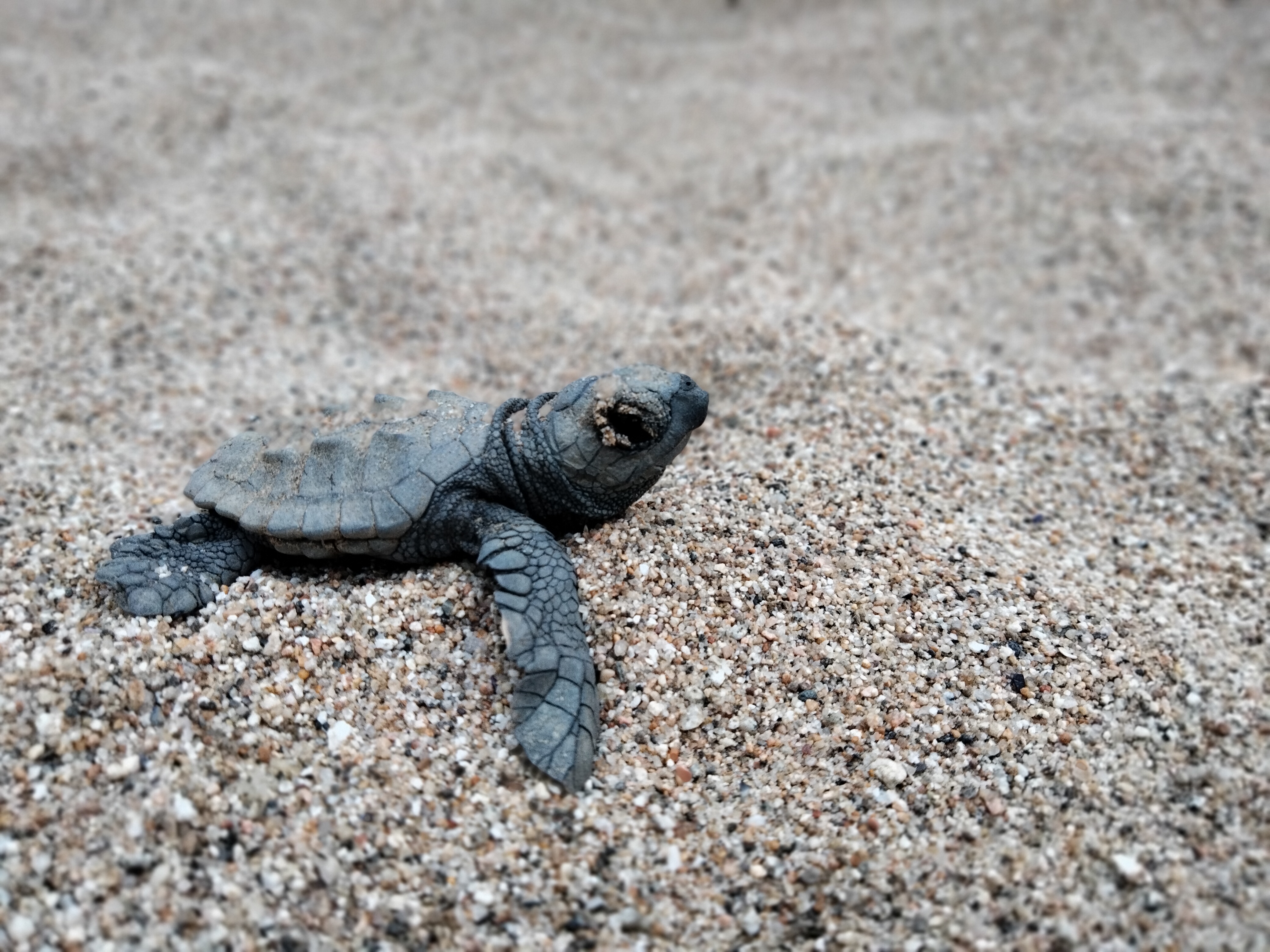 Tortuga babaua